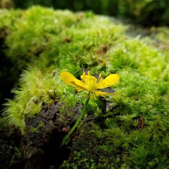 Welcome and Come With Me on My Journey - Picture 7 of 13